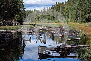 Tree stumps on a drying river bed in Finland