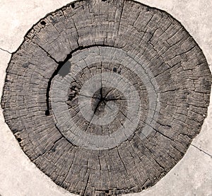 tree stumps and felled forest deforestation