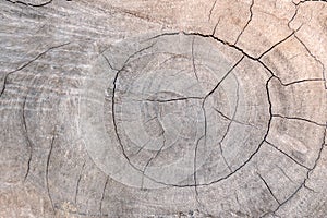 Tree stumps and felled forest deforestation abstract for background