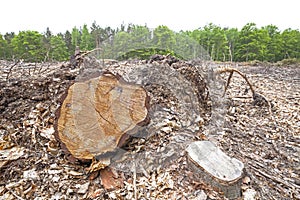 Tree stumps on felled forest.