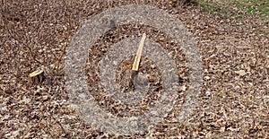 Tree stumps and felled forest. Deforested area in a forest with cutted trees. Cut down trees in forest on felling. tree stumps on