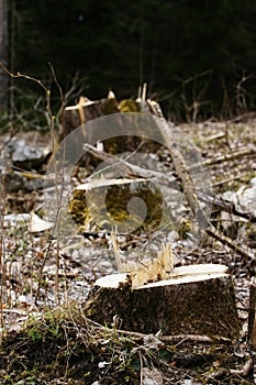 Tree stumps