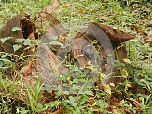 Tree stumps in grass