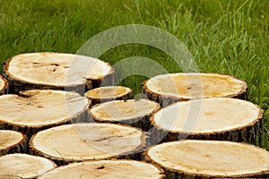 Tree stumps on the grass