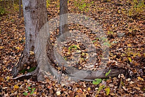 Tree stumps in a leafy fall woods