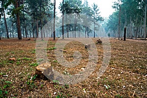 Tree stumps in the middle of pine tree forest.