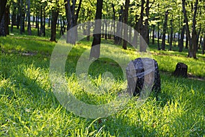 Tree stumps in park