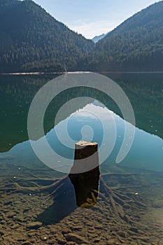 Tree stumps partially submerged in the clear water of Baker Lake in North Cascades