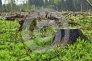 Tree stumps on the plase of deforestration photo