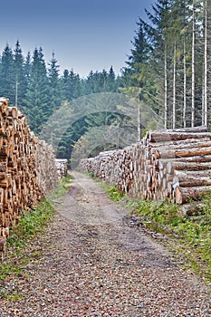 Tree stumps stacked in a lumber mill outside in a cultivated pine forest in Europe. Deforestation of piles of hardwood