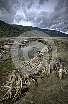 Tree stumps by the stream.