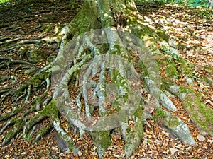 Tree stumps at Strid woods