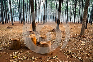 Tree stumps used as seats in pine tree forest.