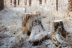 Tree stumps in the winter and snow russia