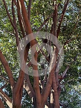 Tree with sturdy brown trunks full of green leaves