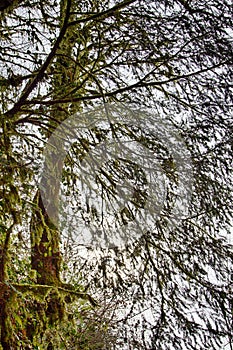 tree in subtropics overgrown with moss