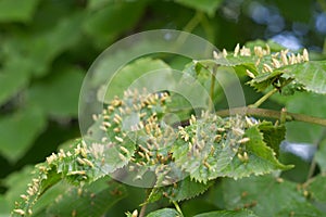 Tree suffers from infection in summer, gall mite photo