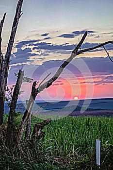 Tree and sugar cane field at sunset in Sao Paulo, Brazil