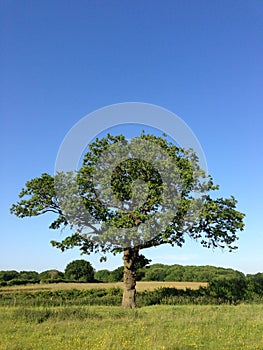 Un árbol en el verano 