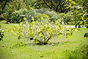 Tree in a summer japanese garden