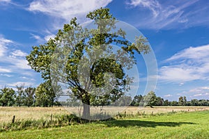 Tree on a summer meadow in Mazowsze, Poland