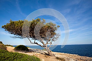 Tree on summery coastline