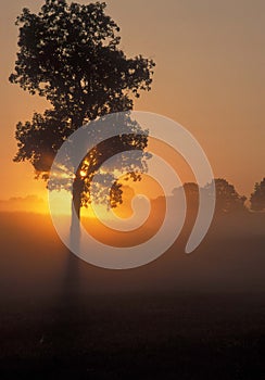 Tree and sun