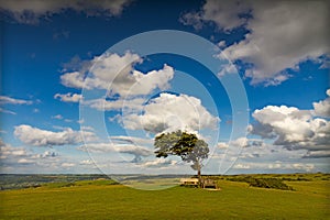 Tree with sun at Cleeve Hill, Cotswolds, England photo