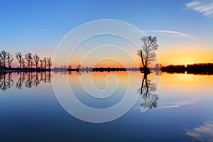 Tree and sun on lake sunrise