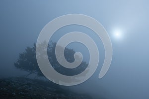 Tree and sun in the mist in the Aralar mountain range, Navarre