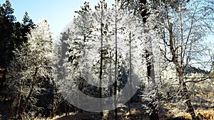 tree sun nature frost snow winter forest limbs pine