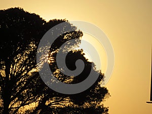 Tree between africa savana