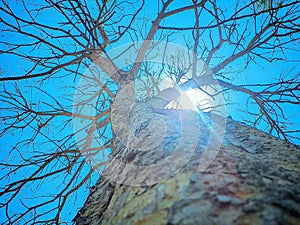 Tree,Sun, sky blue