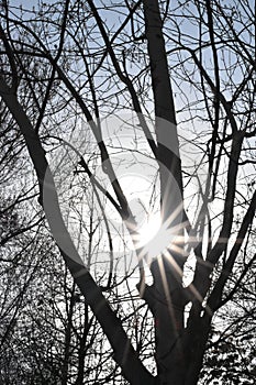 Tree and sun