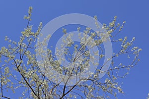 Tree with sunburnt leaves growing in the desert