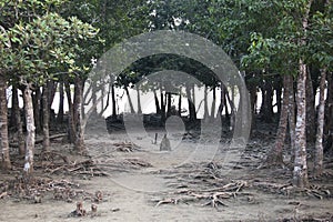 Tree in Sundarbans national park in Bangladesh