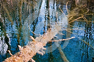 A tree sunk in water photo