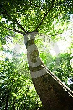 Tree in sunlight