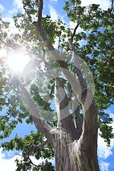 Tree with sunlight shining through.