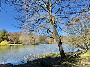 Tree sunlight and Smiths Pool landscape