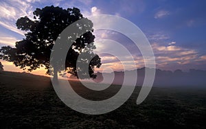 Un árbol sobre el amanecer 