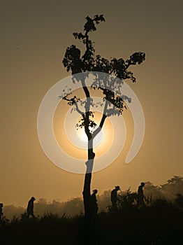 Tree on sunrise