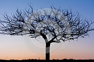 tree on the sunrise and bluesky