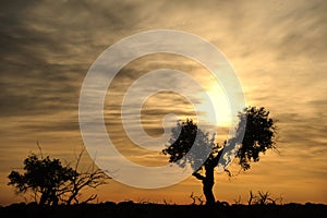 Un albero sul alba 