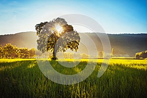 tree and sunrise over mountain