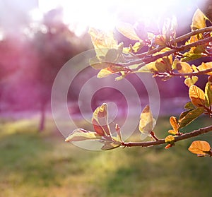 Tree at sunrise sun burst. abstract background. dreamy concept. image is retro filtered