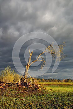 Strom při západu slunce