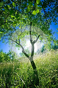 Tree at sunset