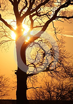 Tree at sunset