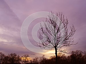 Tree Sunset against a purple sky
